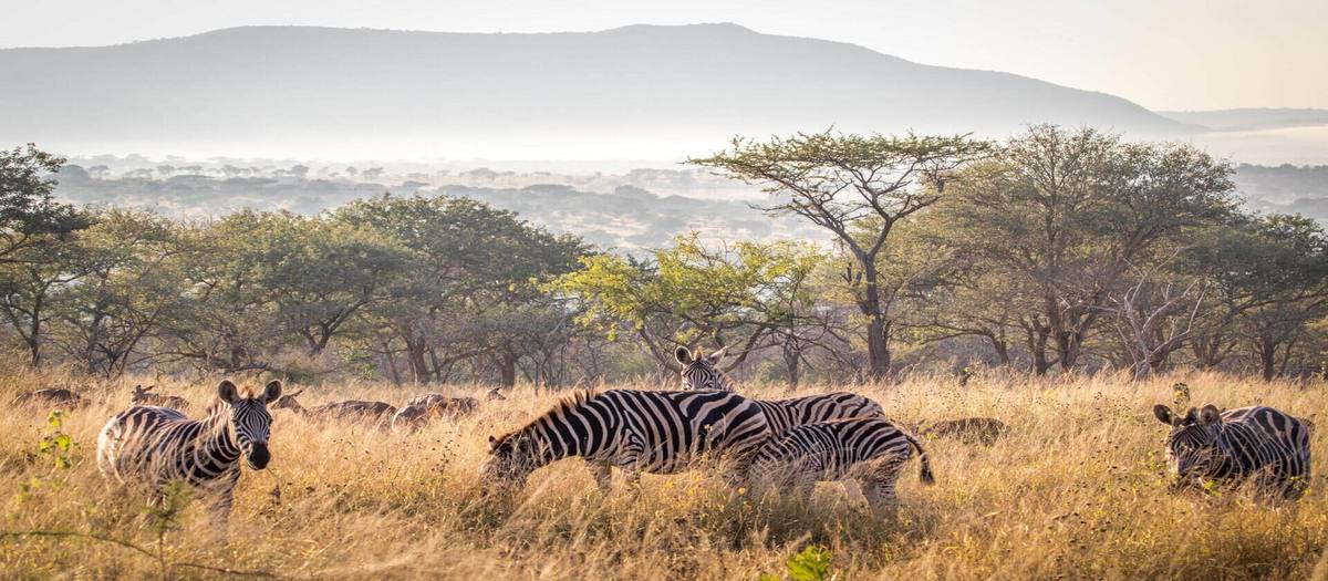 Manyoni Private Game Reserve · Zululand, KwaZulu-Natal, ZA