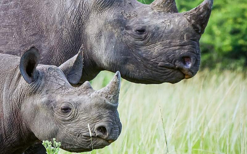 Bushveld of Hluhluwe-uMfolozi Game Reserve, home to black and white rhino